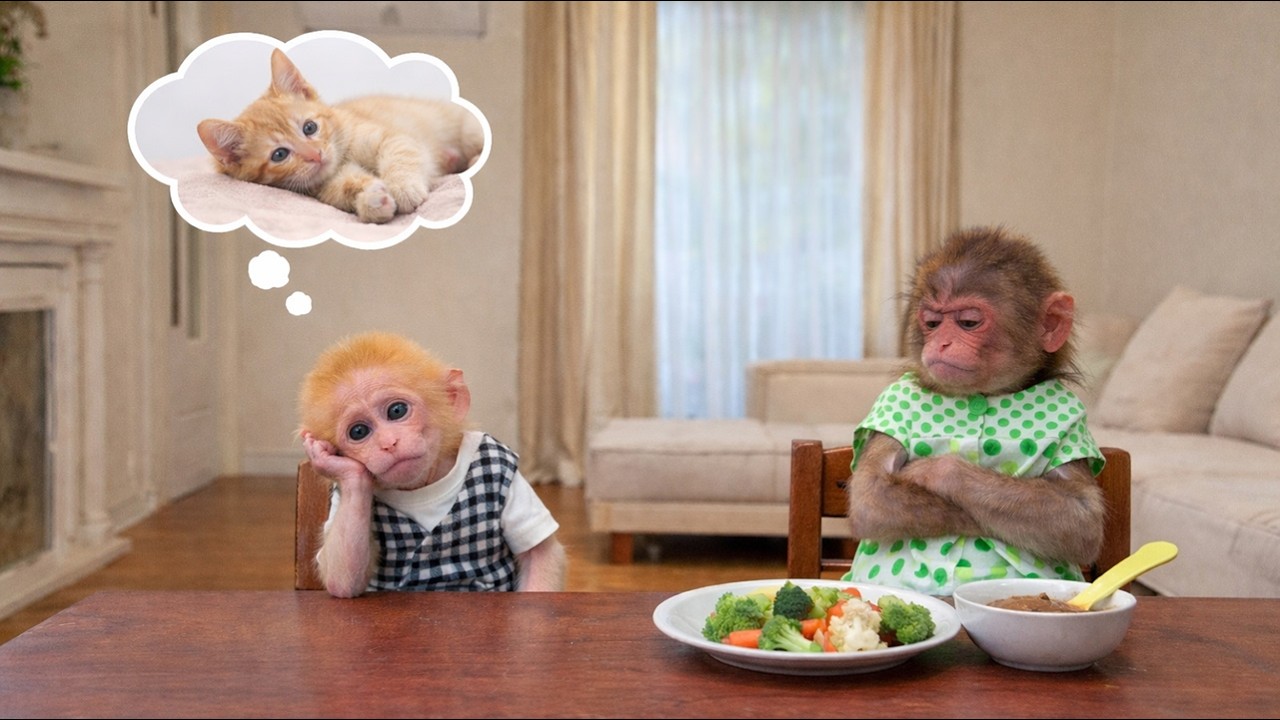 Oh No! Dad Can’t Find the Kitten — Kyo Won’t Eat While He & BuNa Wait for Her to Come Home