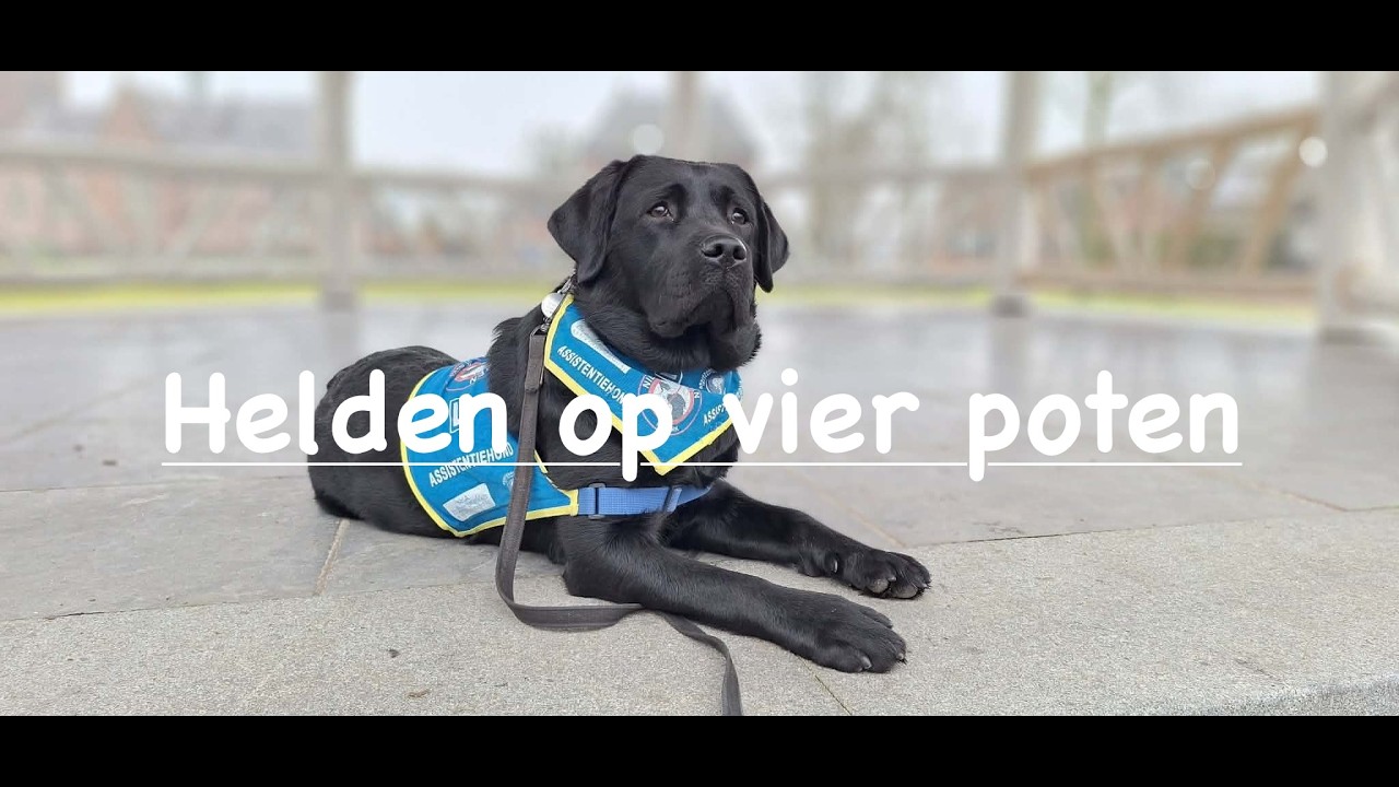 Helden op vier poten