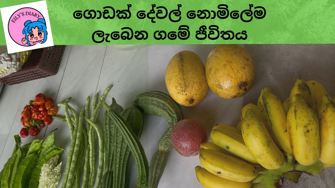 ගොඩක් දේවල් නොමිලේම ලැබෙන ගමේ ජීවිතය 