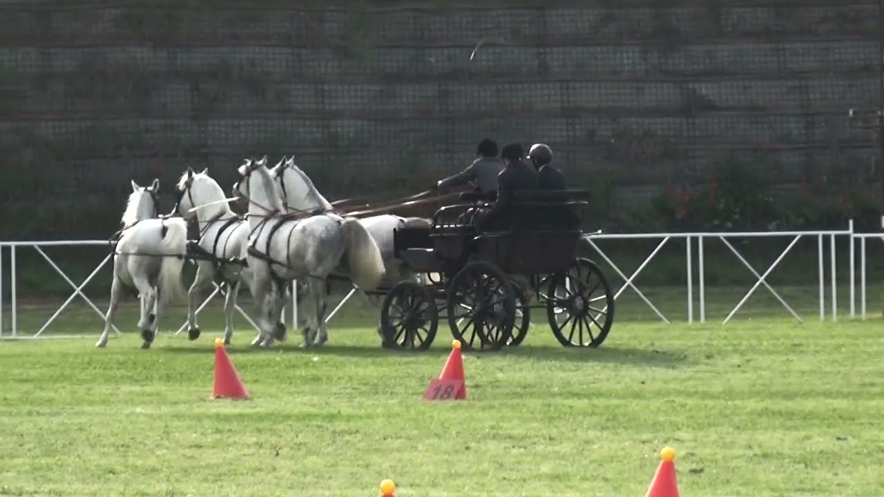 Miloš Plavšić - CAN-C, H4, Ergela Kelebija (Serbia), akadályhajtás/cones, 2023. május 13.