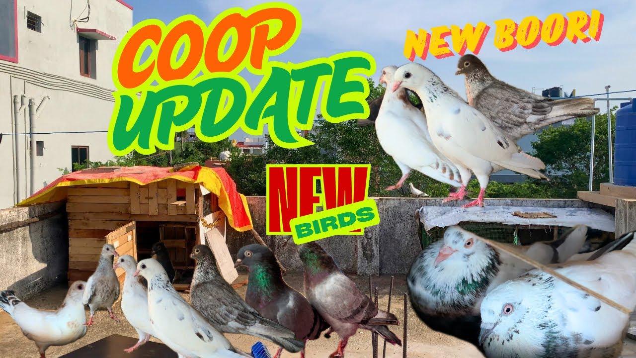Loft‼️Update💥New🕊️Birds #pigeon #loft #coop #update #pura #birdlovers #male #boori #female #pigeons