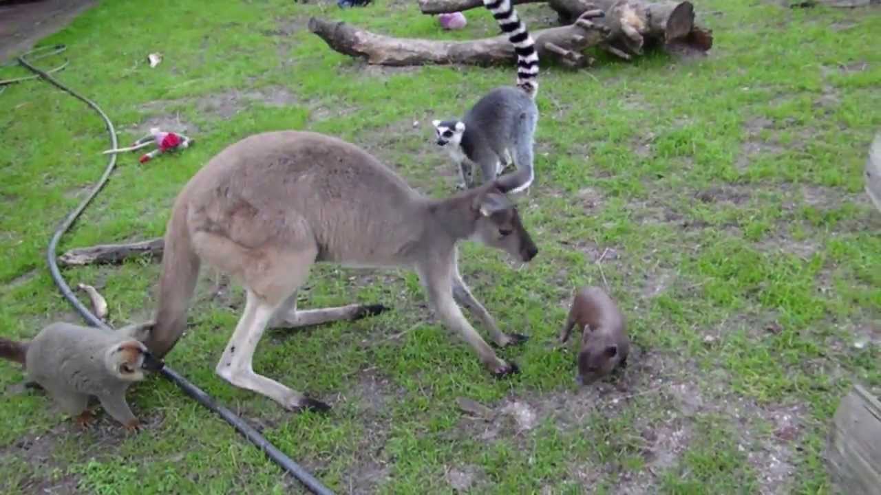 60 lb Roo VS. 2 lb. Pig... Care To Wager?