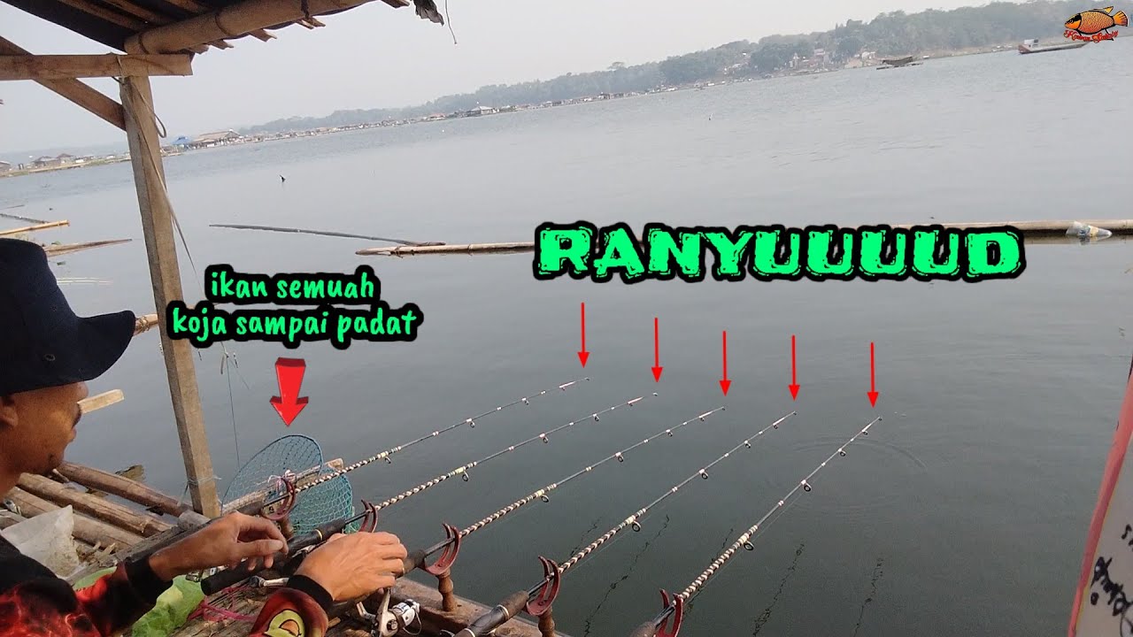 gilaa.. ranyuuud, koja sampai padat ikan semuah II mancing cirata terbaru 2024