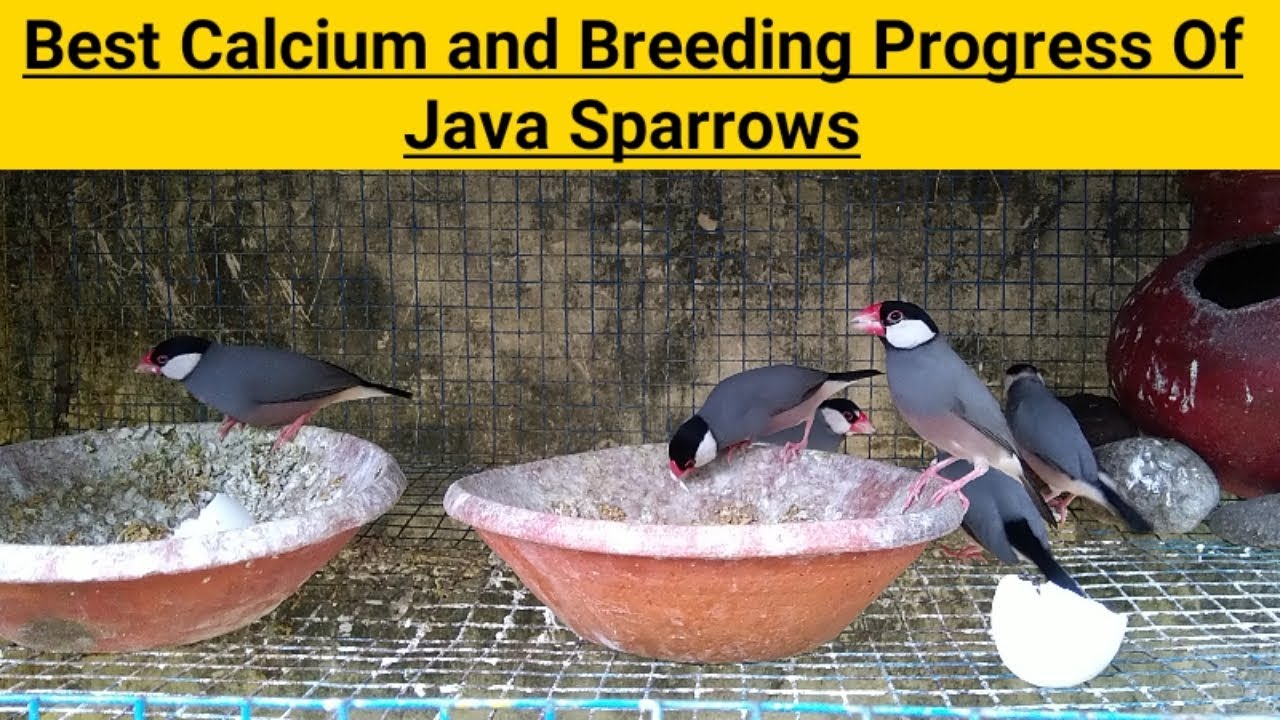 JAVA BIRDS BEST CALCIUM SUPPLIMENT & BREEDING PROGRESS ||UB||