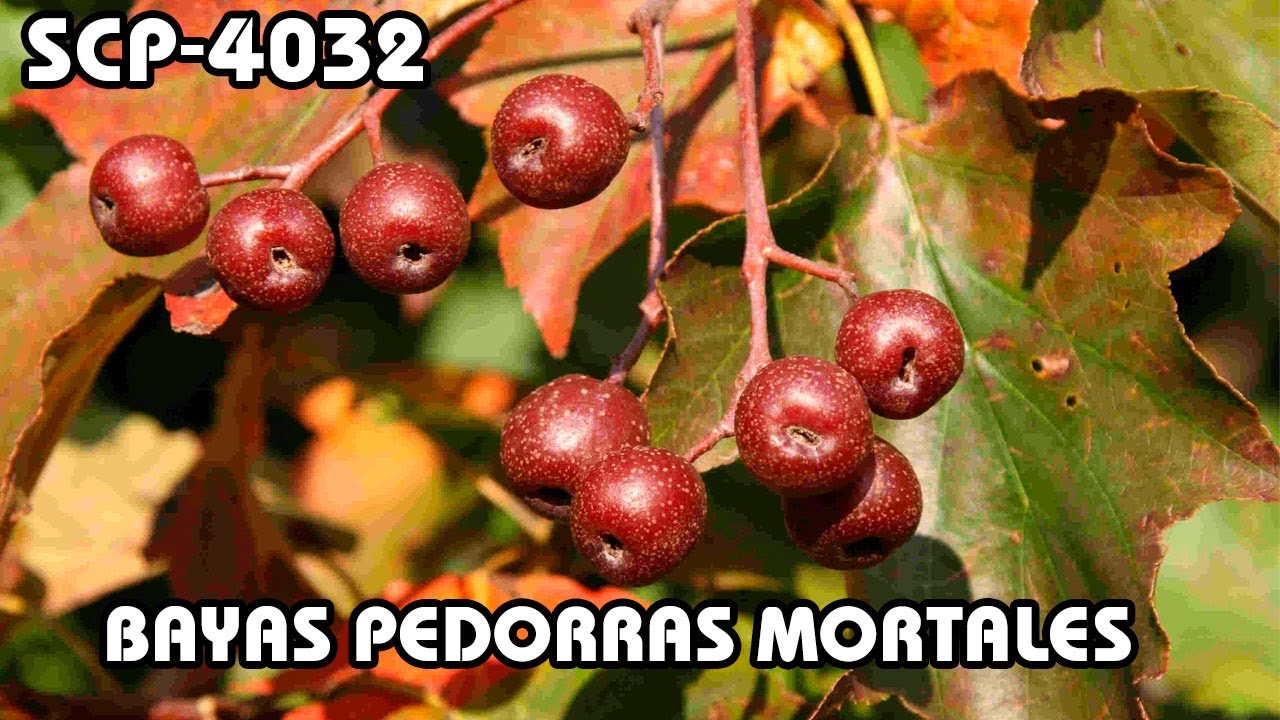 SCP-4032: Bayas Pedorras Mortales (Español Latino)