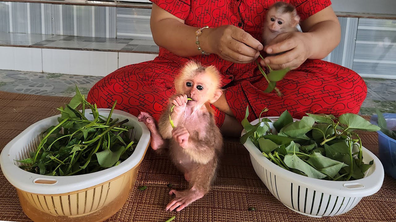 Baby Monkey Obediently Helping Mother Pick Vegetables