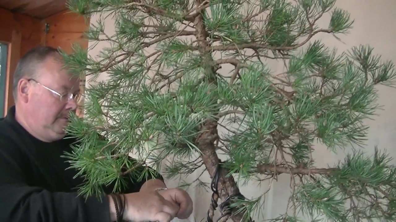 The first styling of Diederick his Pinus sylvestris Yamadori pine.