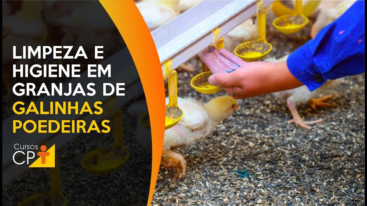 Limpeza e Higiene em Granjas de Galinhas Poedeiras l Cursos CPT