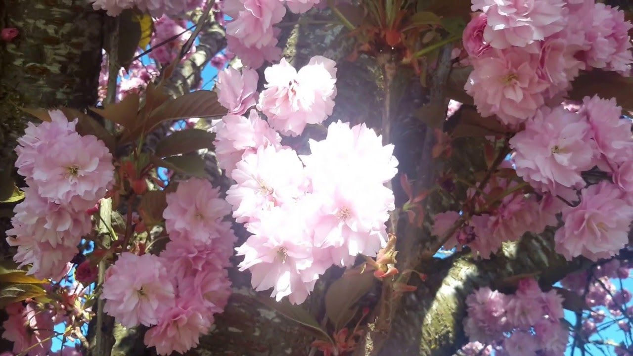 Kwanzan Flowering Cherry / Prunus serrulata 'Kwanzan'
