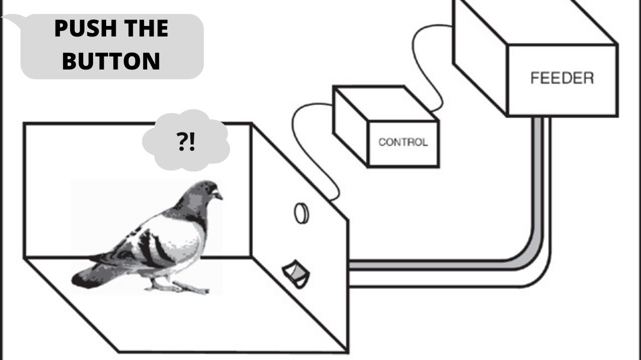 Operant Conditioning: Real Pigeon Experiment
