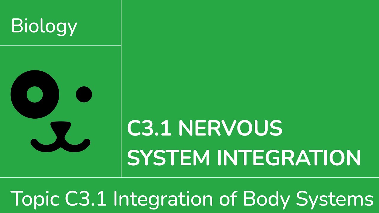 C3.1 Nervous System Integration [IB Biology SL/HL]