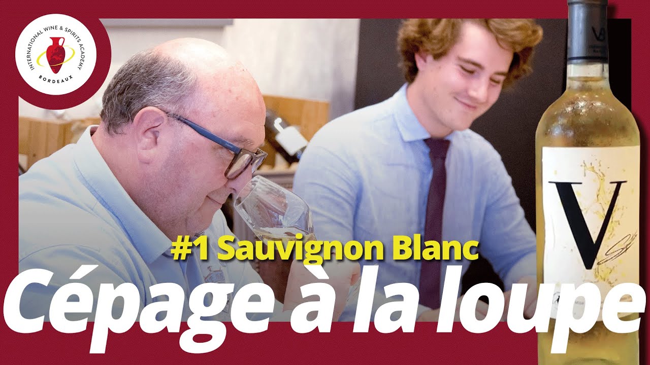 /Cépage à la loupe/ #1 Sauvignon Blanc