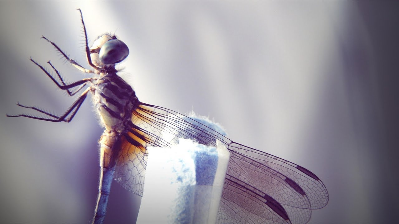 How a dragonfly's brain is designed to kill | DIY Neuroscience, a TED series