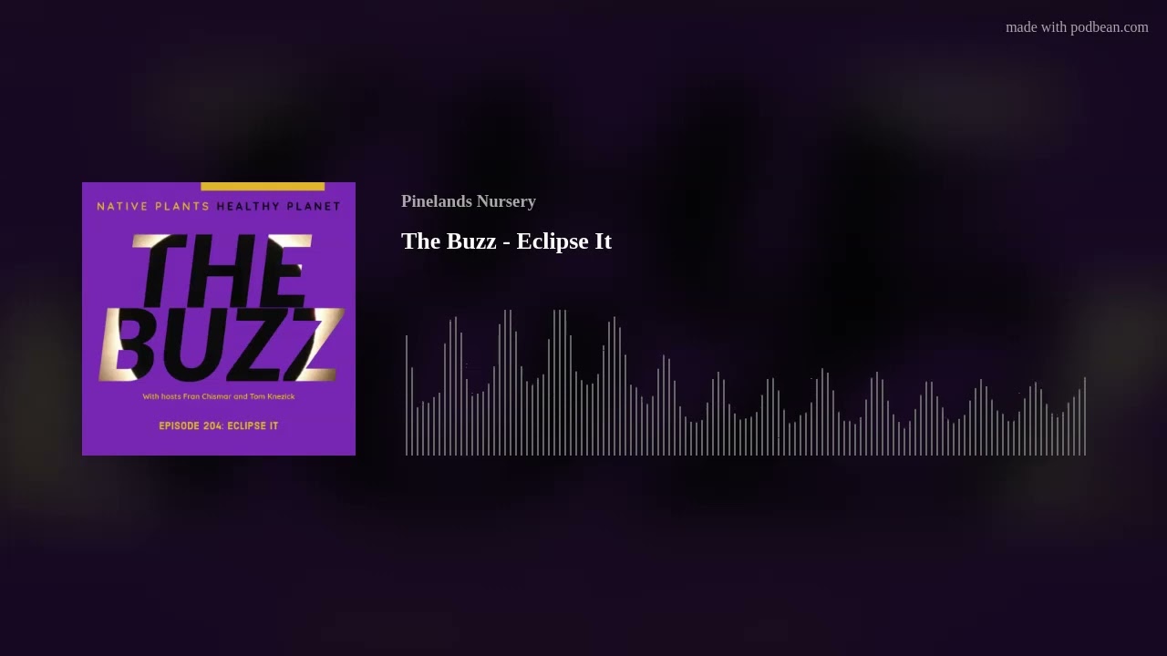The Buzz - Eclipse It