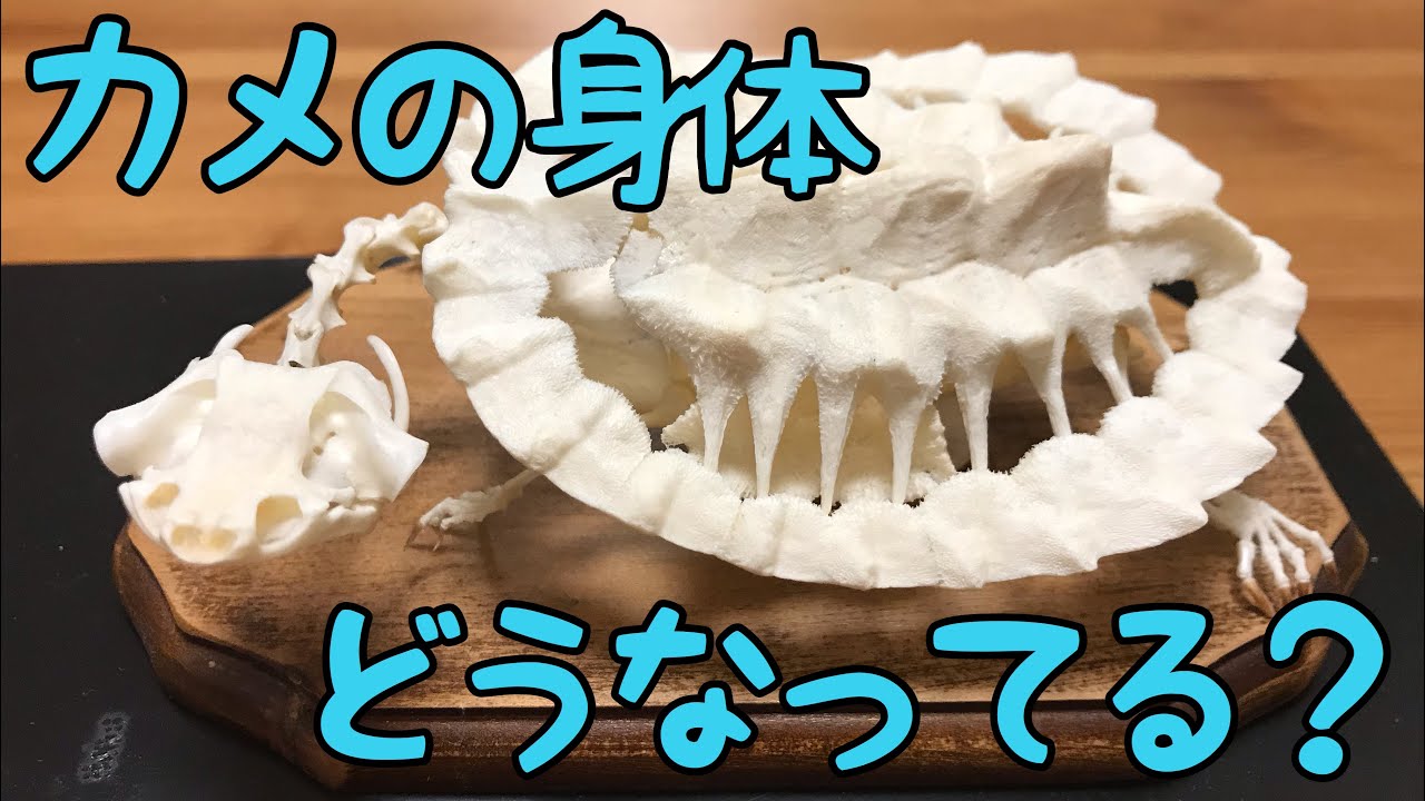 カメの身体 どうなってる？