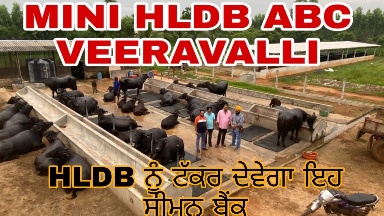 Mini HLDB Abc Veeravalli Premium Buffalos #mini_hldb