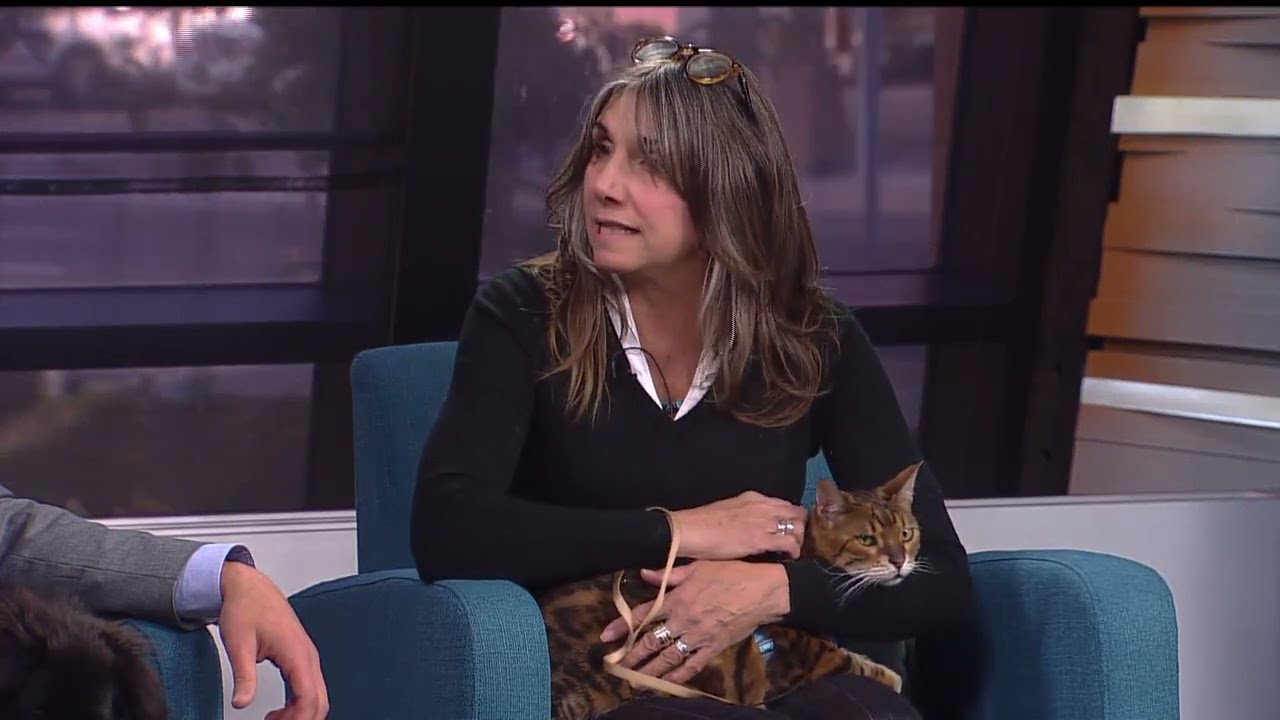 WCCO News ft. Pet Haven- Studio Interview 4pm