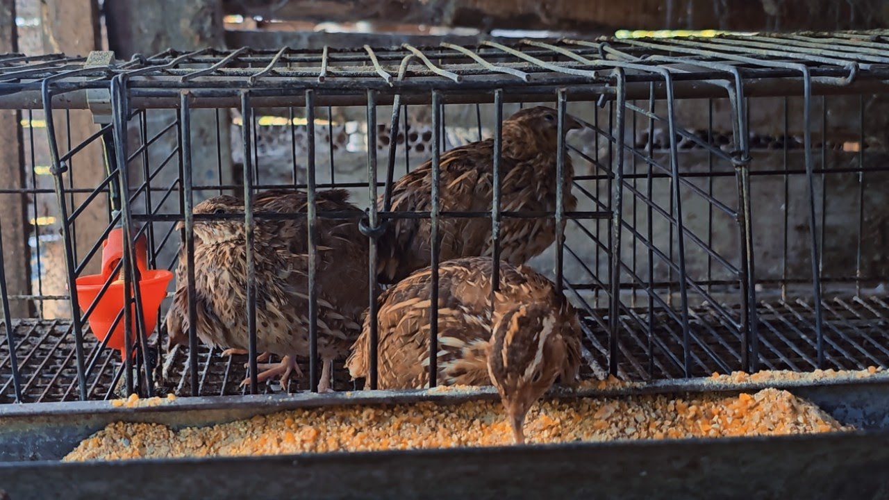 COMO SÃO AS MINHAS GAIOLAS PARA A CRIAÇÃO DE CODORNAS