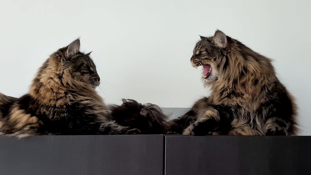 How to Make Moss Angry | Norwegian Forest Cats