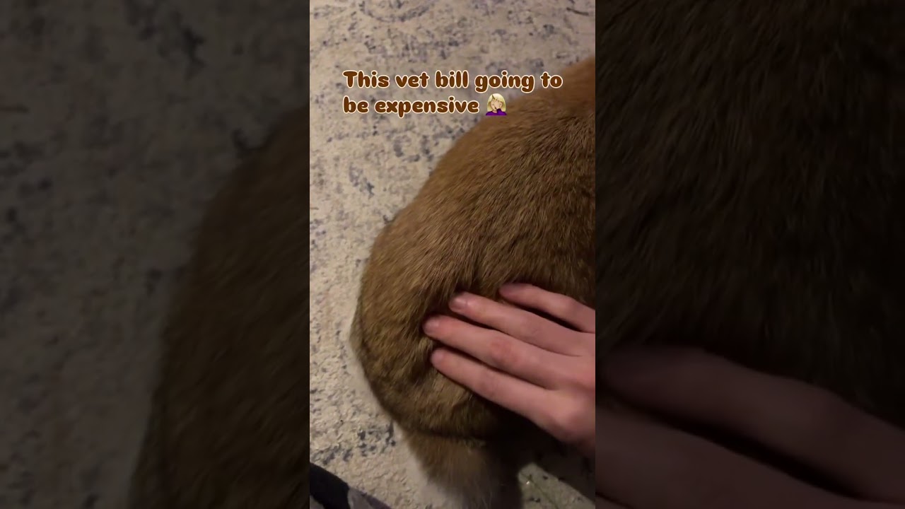 Smh 🤦&zwj;♀️ #hollandlop #bunny #adorable #cute #cutebunny #baby #babyboy #bnuuy #funny #silly #rabbit