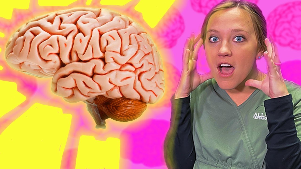 Picking The Brain Of A Neurologist | The Veterinary Roundtable - EP 35