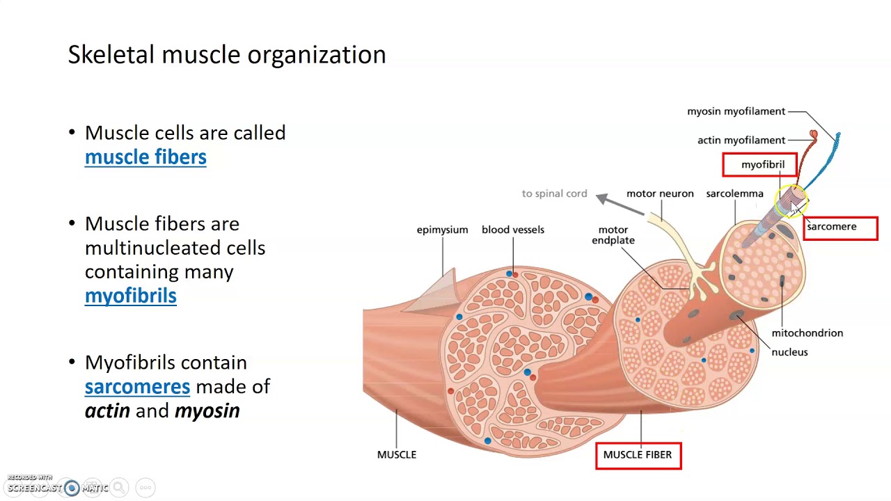Organization of Skeletal Muscle
