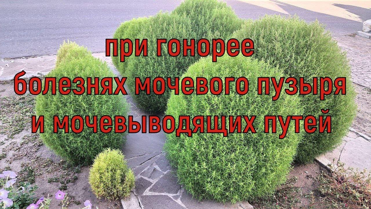 What kind of plant is Kochia? Unusual properties