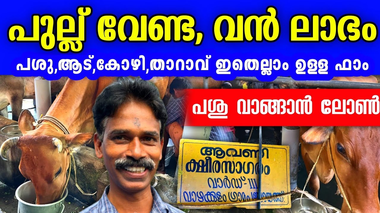 പശു വാങ്ങാൻ ലോൺ, പുല്ല് വേണ്ടാത്ത പശു ഫാം ലാഭമാണ്. |Successful dairy farming tips malayalam 