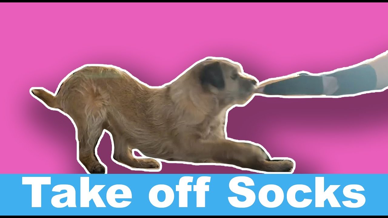 Assistance Dog Task: Taking off socks