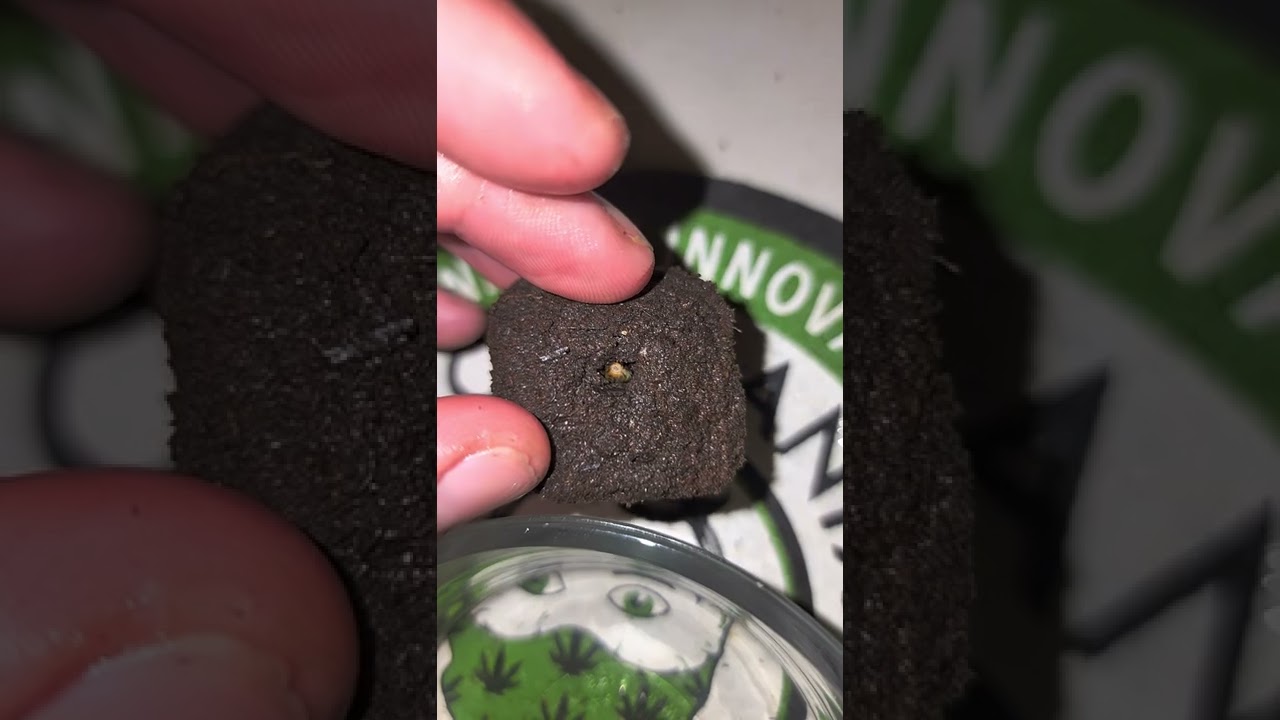 Cannabis Seed germination in water  & sowing seeds into soil/media - beginning a cannabis plant *PT2