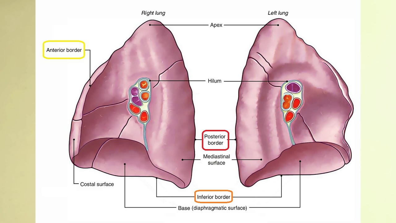 Akciğer Anatomisi (Pulmones)