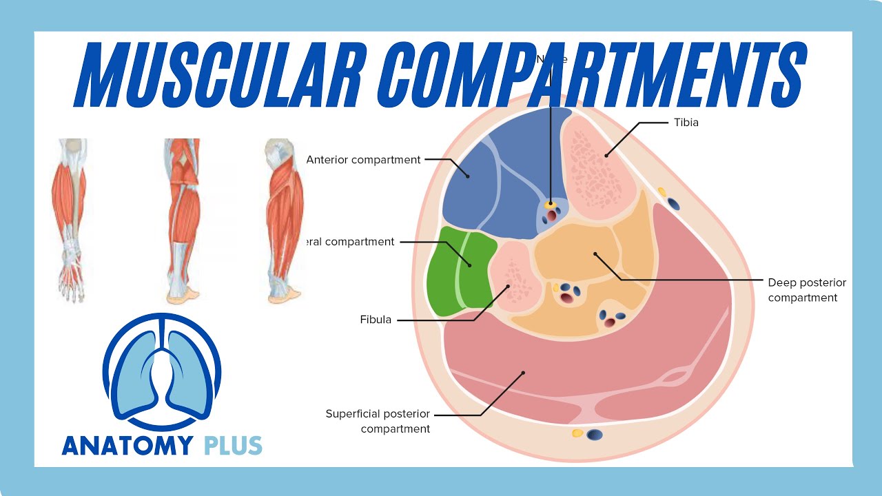 Compartments of the Lower Leg