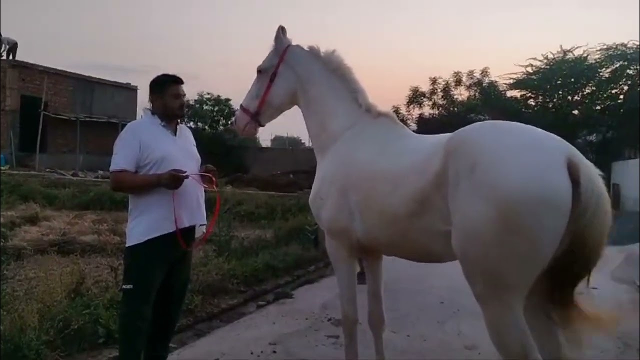 sired by badal karmuwala 24 month cold 64+