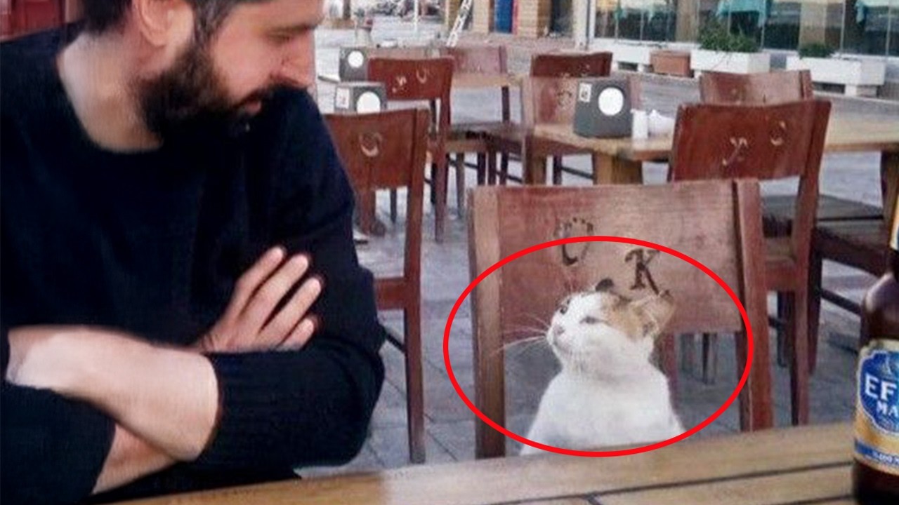 When Your Cat Makes Friends with Everyone 😸 Cute Cat and Human Moments
