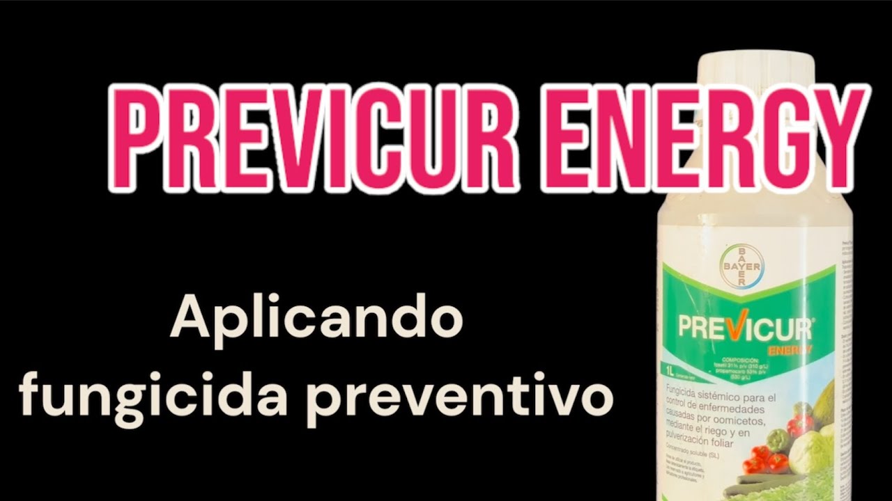 Previcur Energy, aplicando fungicida preventivo en los Bonsais