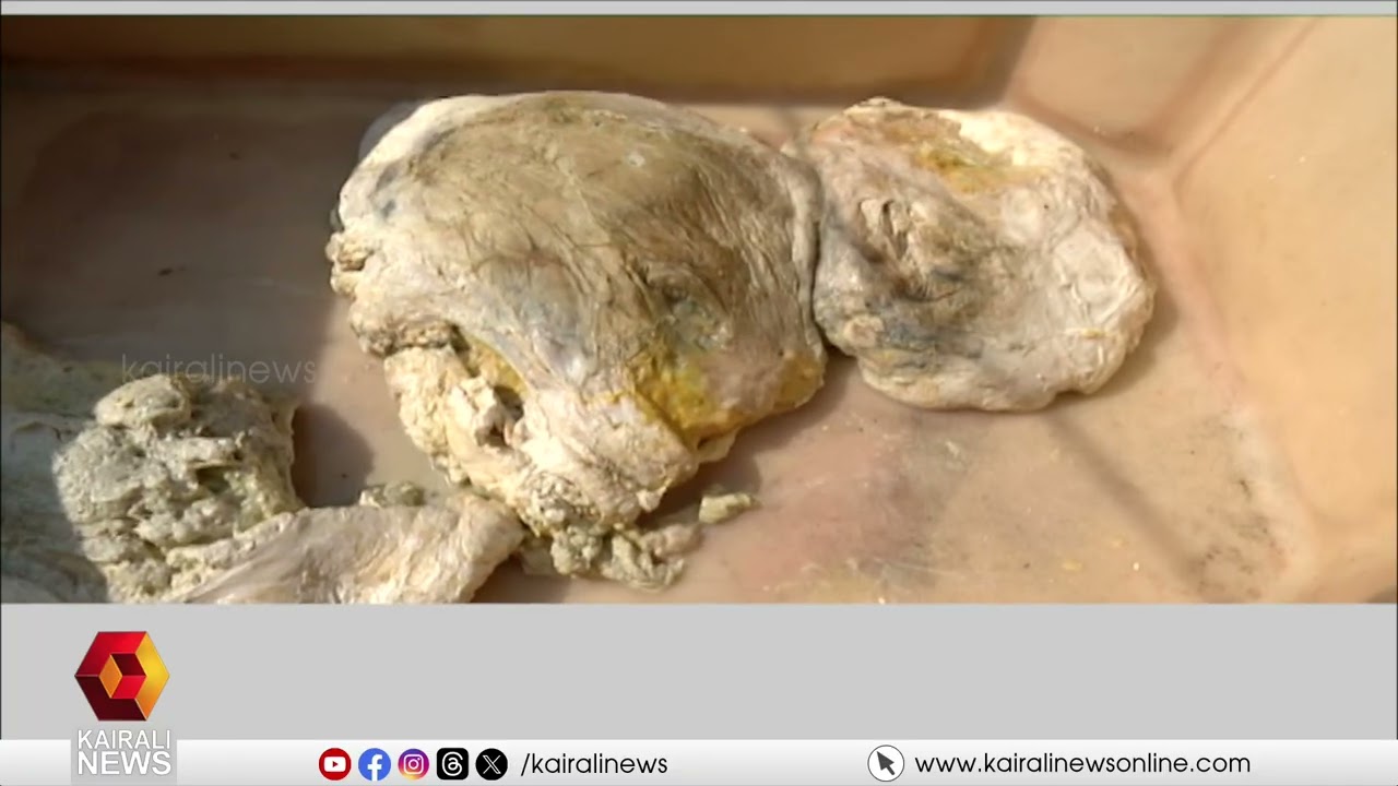 വലയെറിഞ്ഞു... മീനുകൾക്ക് പകരം കുടുങ്ങിയത് പൊന്നോളം വിലയുള്ള തിമിംഗല ഛർദി  | AMBERGRIS
