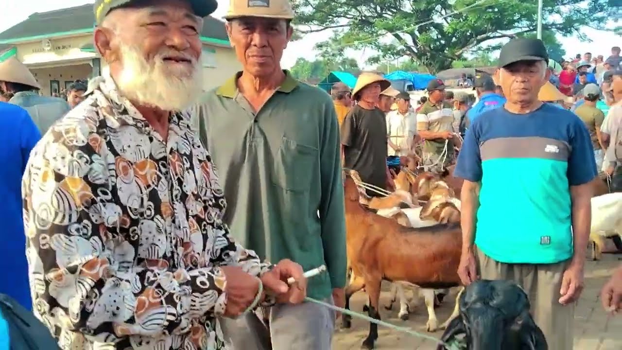 Update harga kambing gondrekan, Babon dan jantan di Pasar Munggi Semanu Gunungkidul‼️