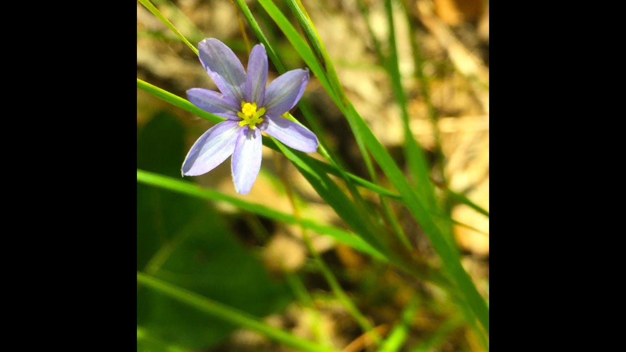Summer Friday: Right's Women; West's Mistake; Culture Wars; Post-Literate; Wildflowers