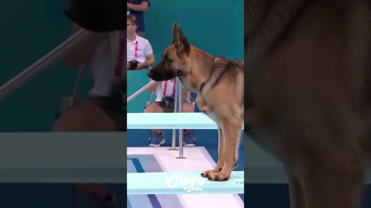 Olimpiada de clavados perrunos #viralvideo #humor