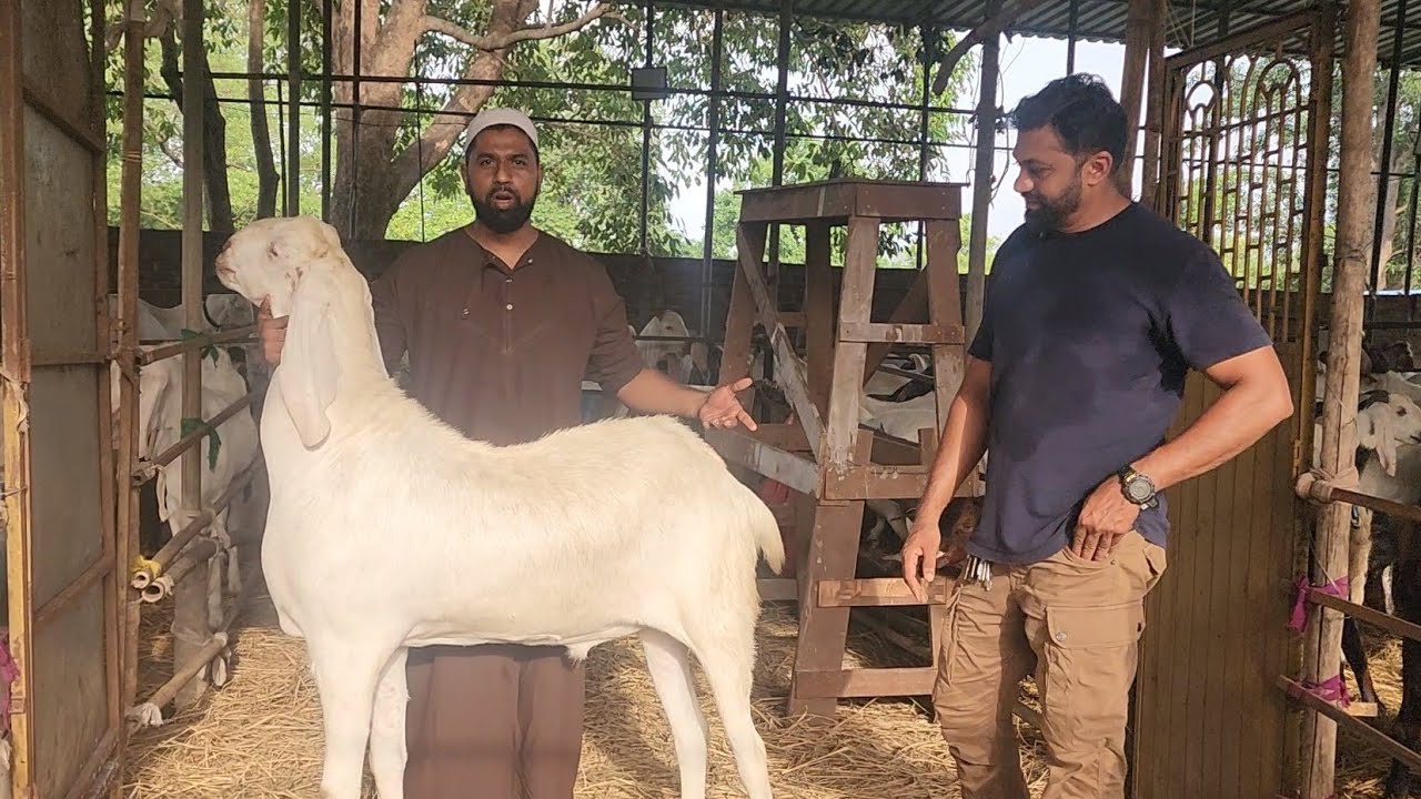 Panvel Main Lagi Badi Bakra Mandi | ₹500 Kg Se Bakre | Hira Goat Farm Panvel New Mumbai.