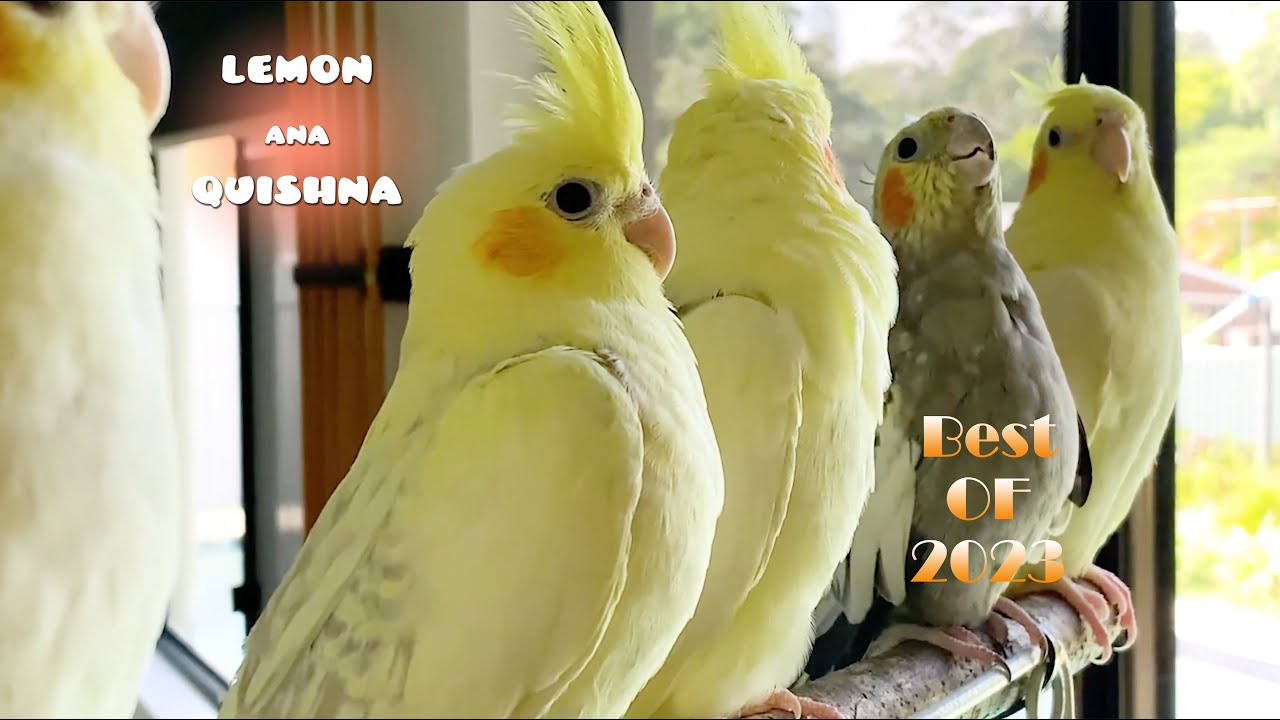 Лучшие моменты корелл Лимон, Аны и Кишны и их детенышей в 2023 году