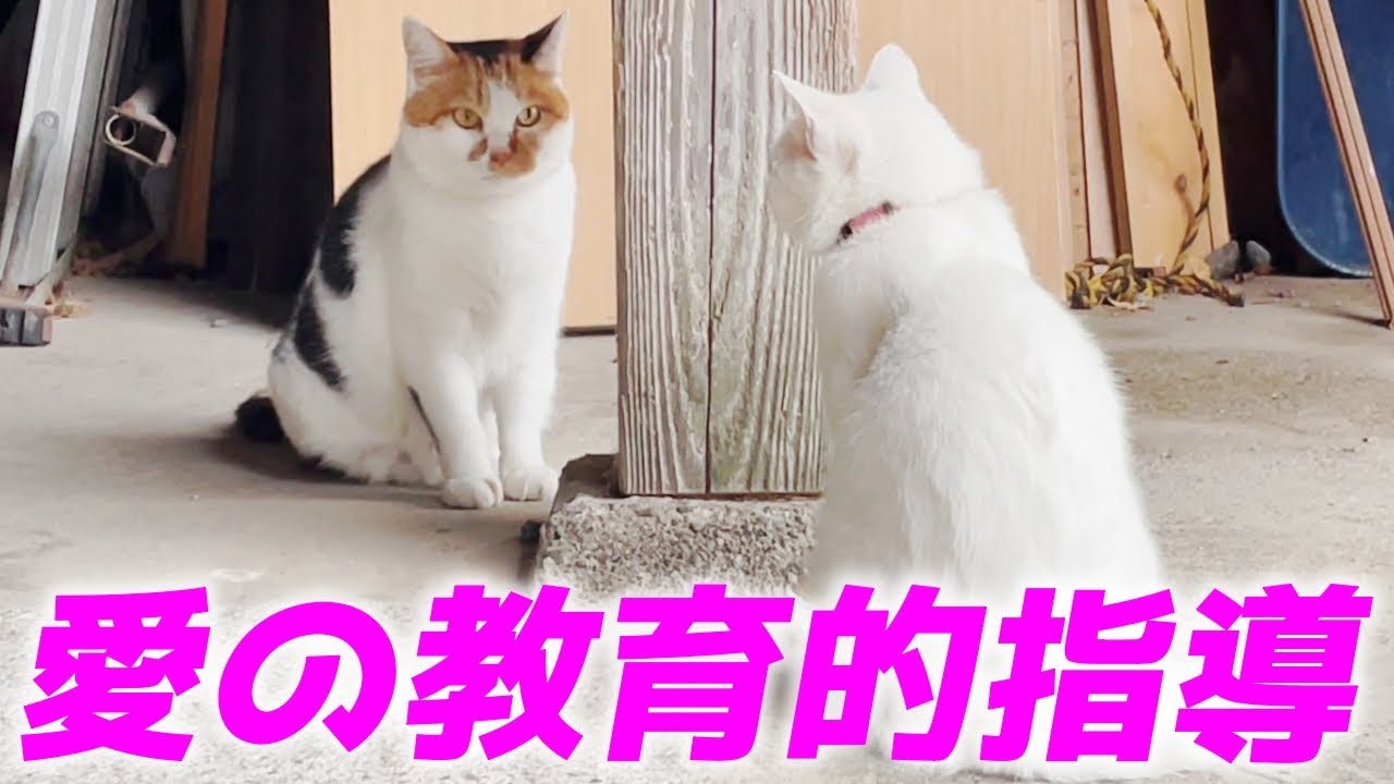 娘猫に教育中の母親猫を目撃してしまいました…笑[三毛母猫と子猫]