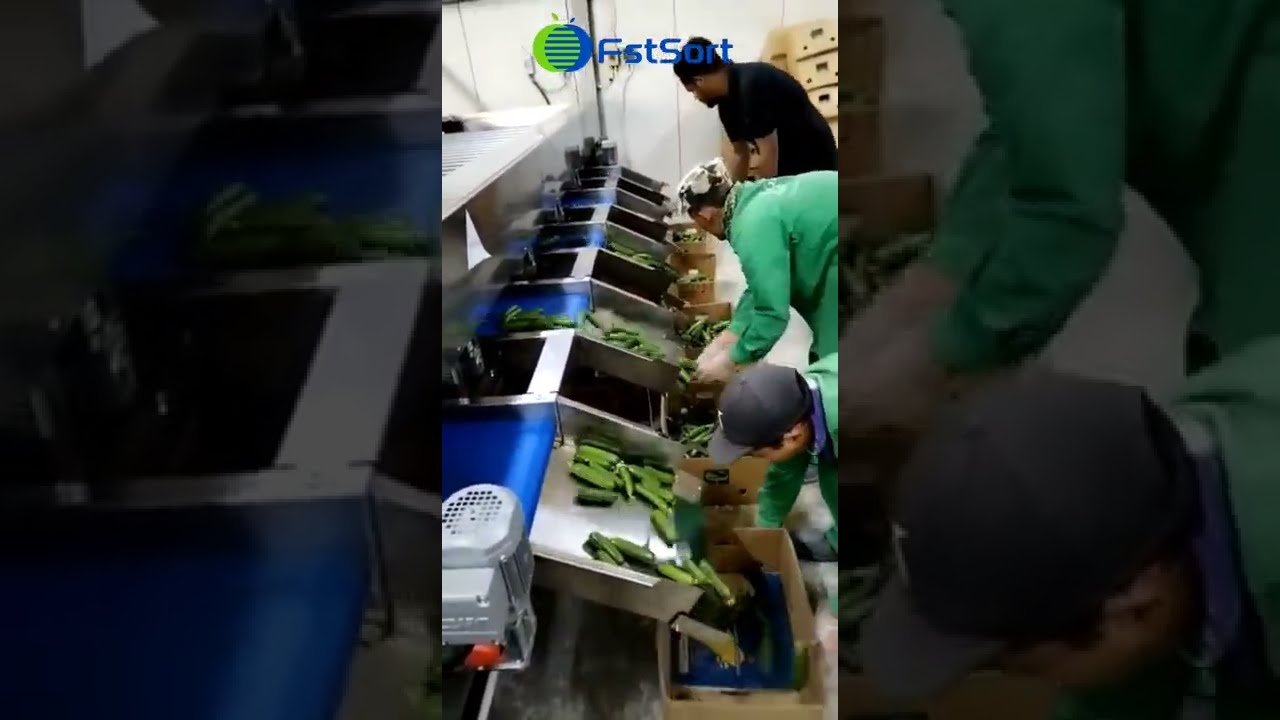 FstSort vegetable processing machine cucumber sorter grader grading equipment in the Middle East