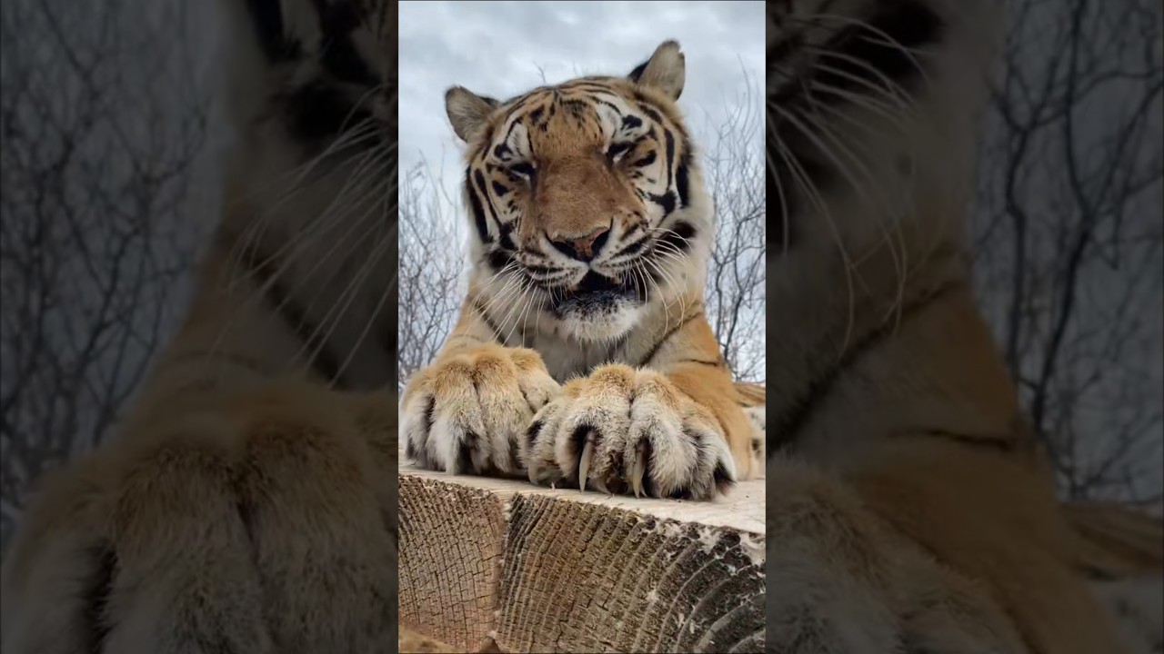 Kaplan mı ? Jaguar mı ?
