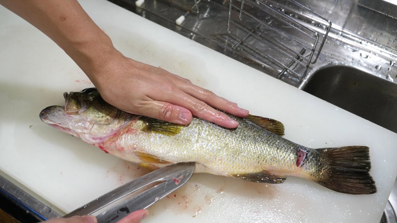 天然のアユを爆食いして育った『最高級』の外来生物の刺身のお味はいかに？