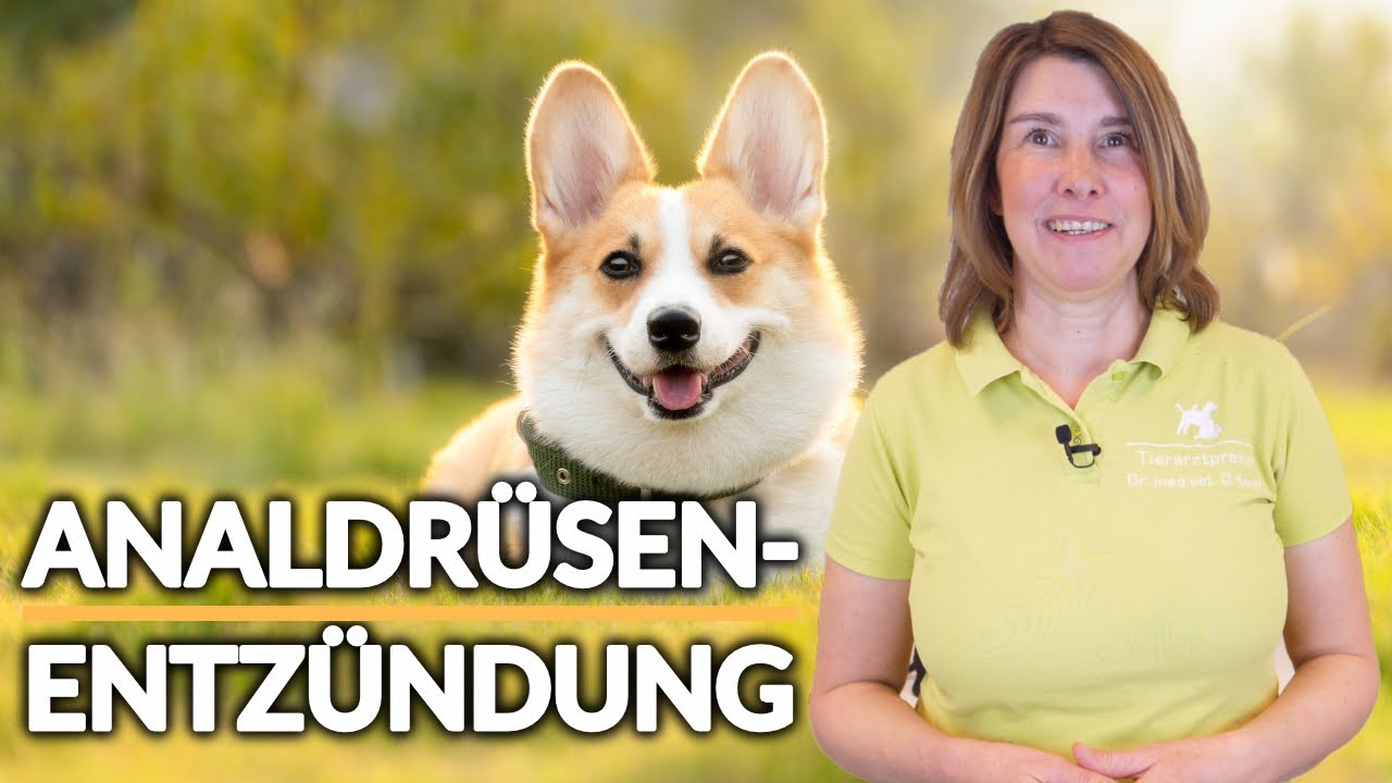Analdrüse entzündet Hund 🤔🐶