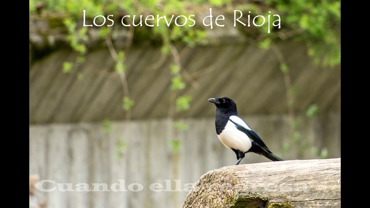 Cuando ella regresa ......Cuervos de Rioja-Perú