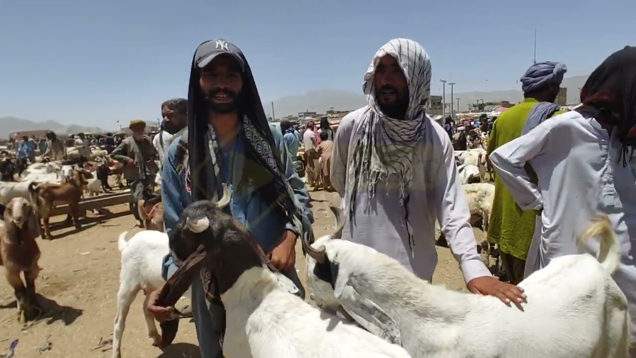Desi Qurbani waly bakry @MarketRate-k8g