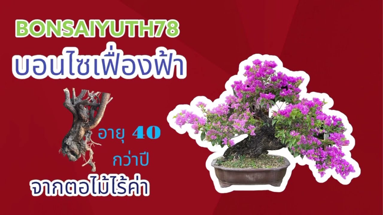 Bougainvillea Bonsai บอนไซเฟื่องฟ้า 🌸🌸#bougainvillea #บอนไซ #盆栽 #bonsai #แต่งบ้าน #แต่งสวน