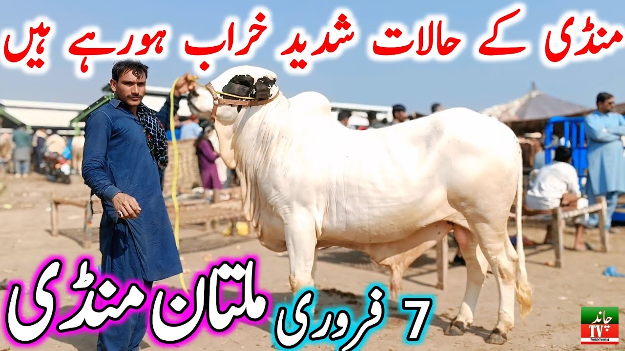 Today Multan Cow Mandi Fresh Latest Update | Cholistani Ablak Sahiwal Bachre & Cows | Cow Mandi 2025